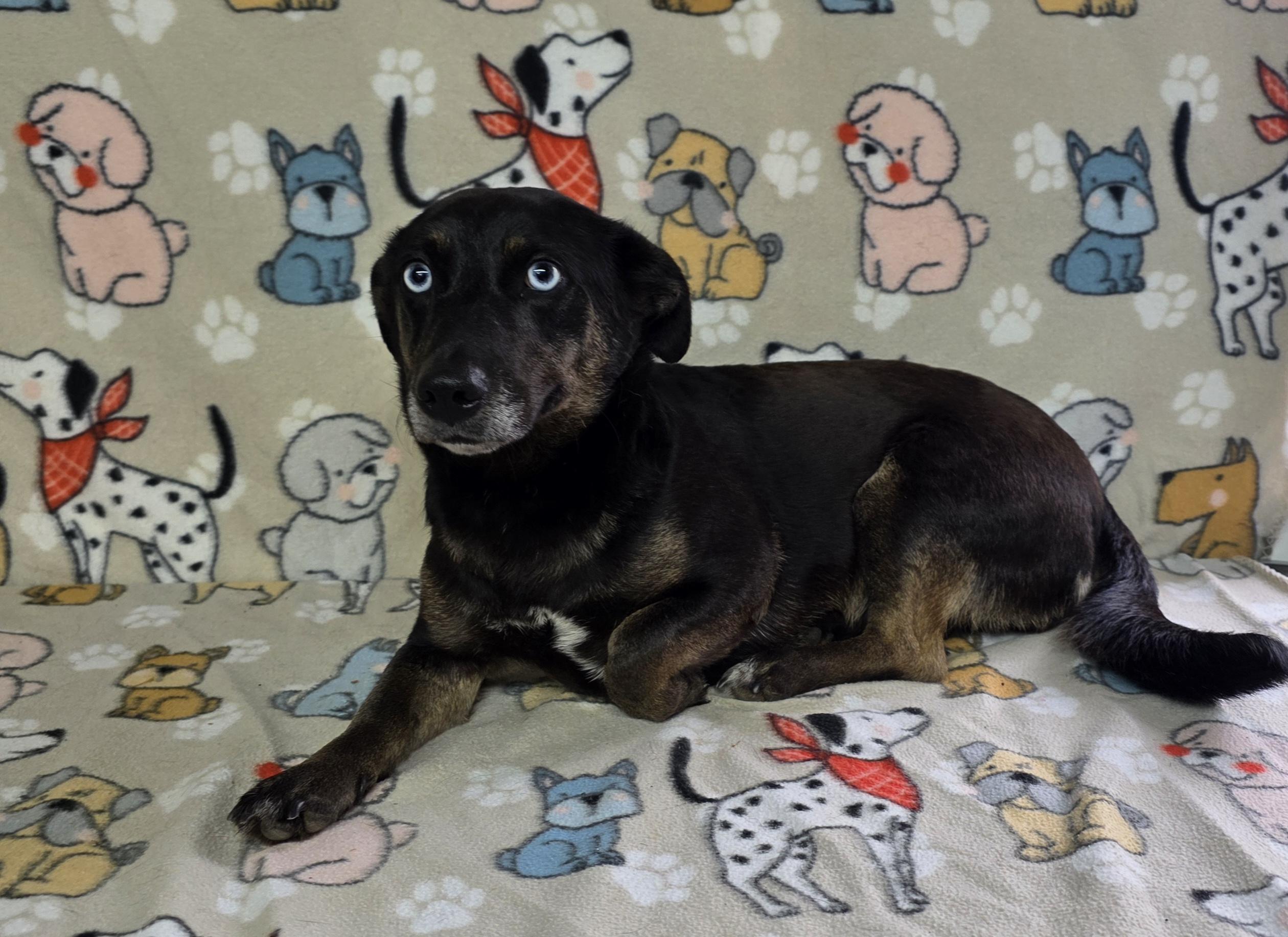 Enlarge Elsa, an adoptable mixed breed in Dallas, GA image 3/6