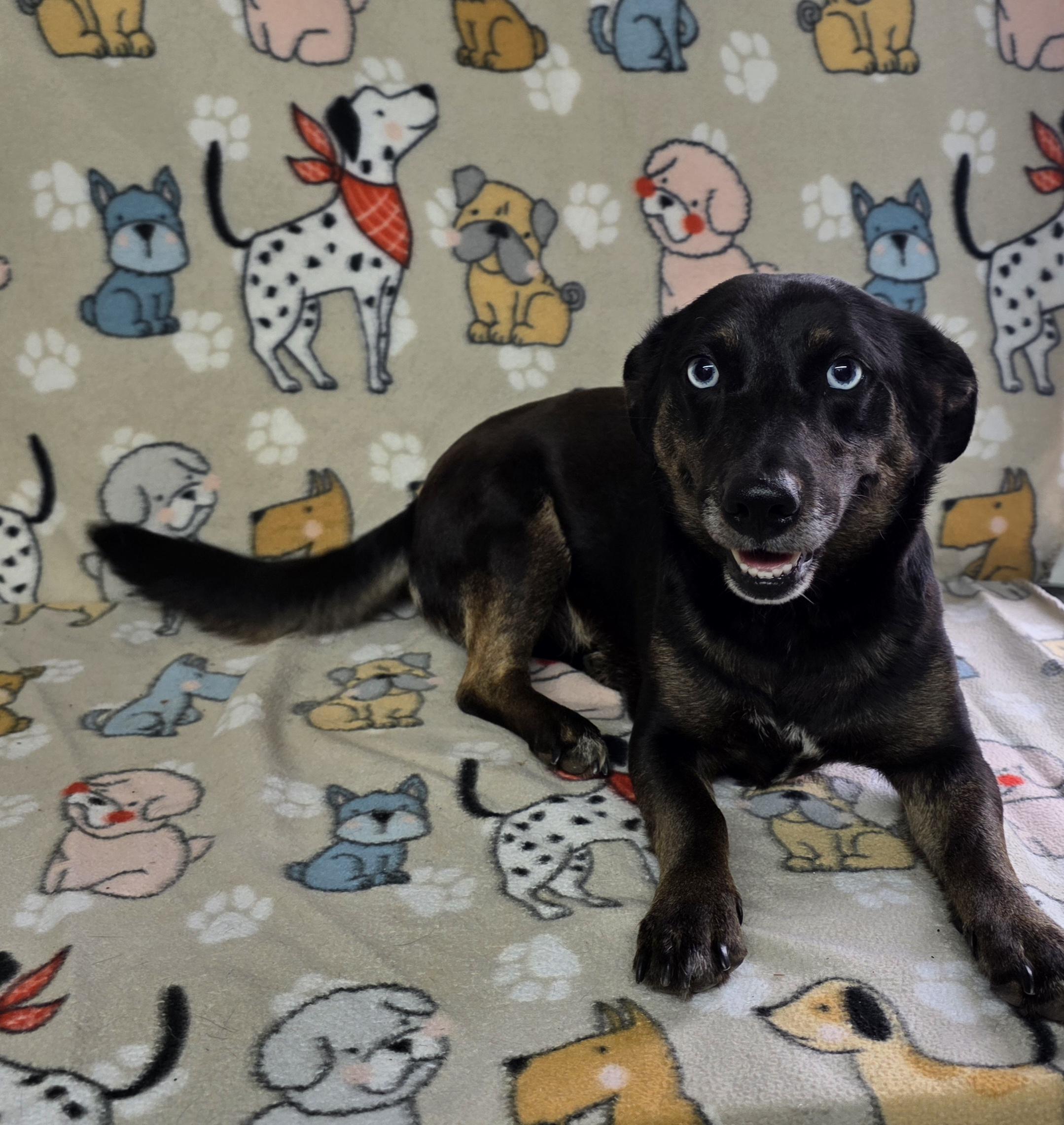 Elsa, adoptable, Adult Female Catahoula Leopard Dog.