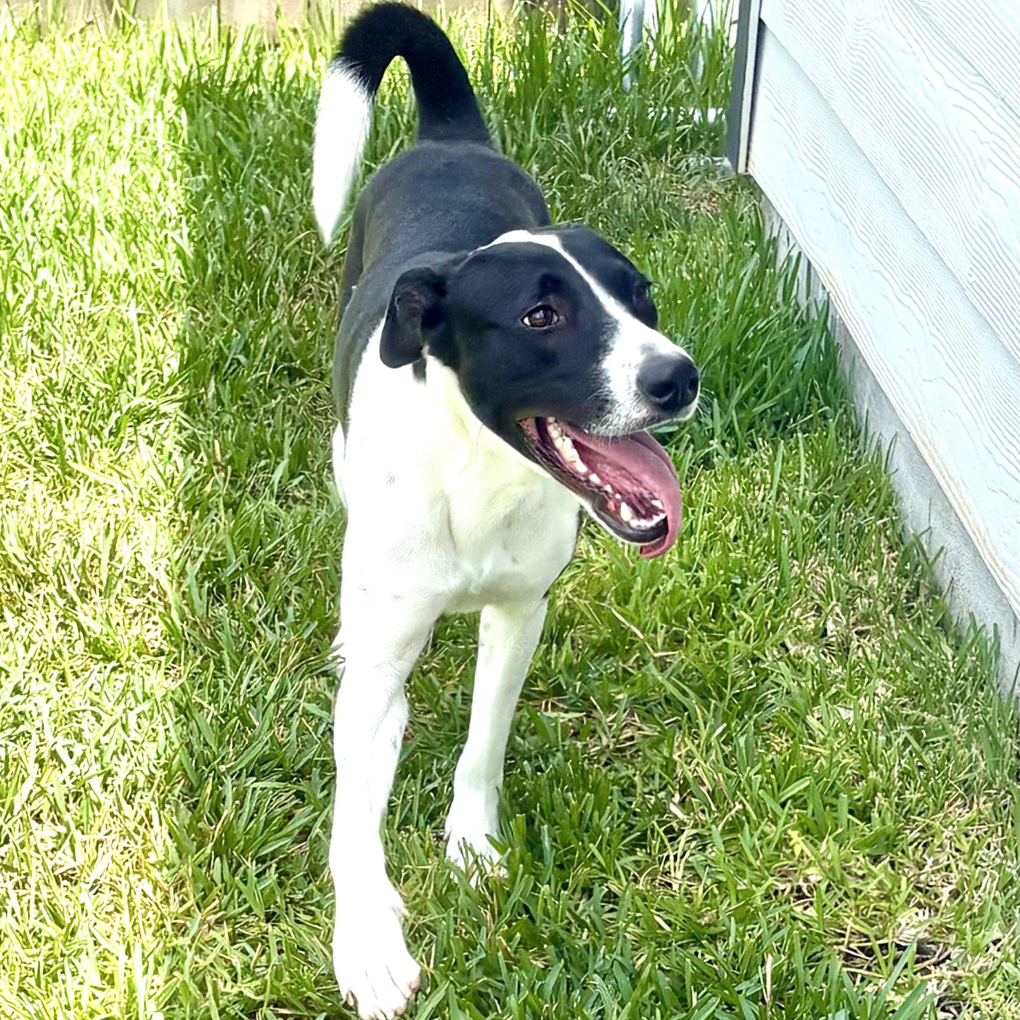 Enlarge Candy (Julia), a Adopted mixed breed in Duluth, MN image 4/5