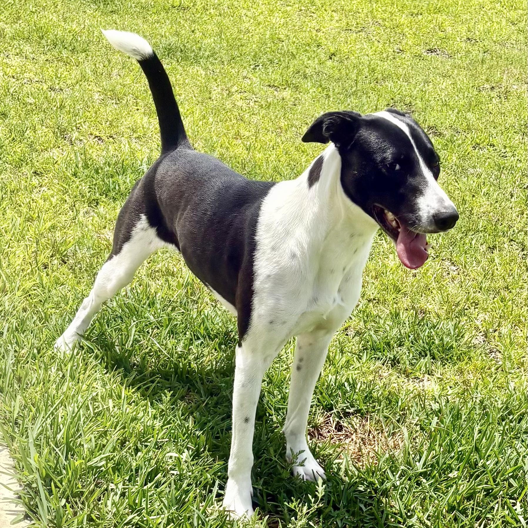 Enlarge Candy (Julia), a Adopted mixed breed in Duluth, MN image 3/5
