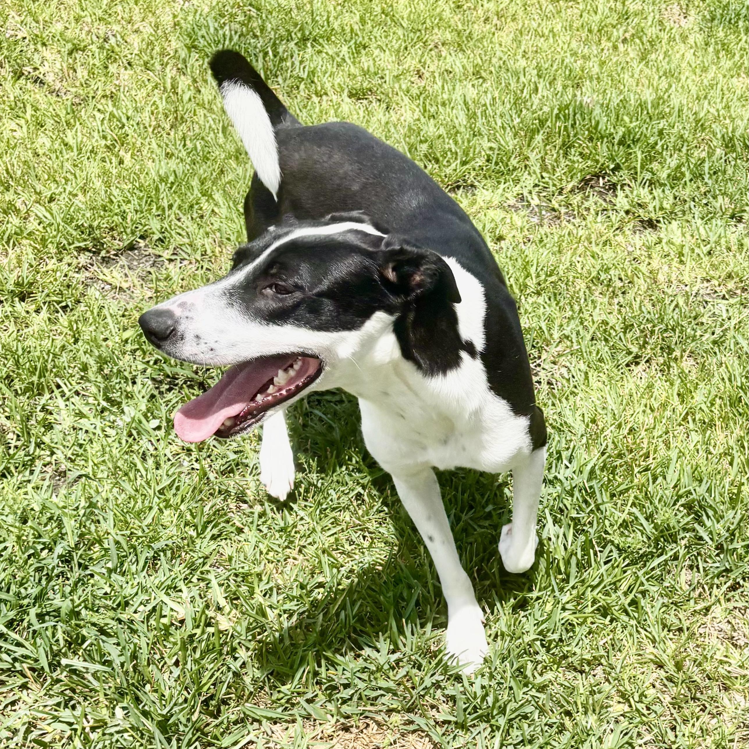 Enlarge Candy (Julia), a Adopted mixed breed in Duluth, MN image 5/5