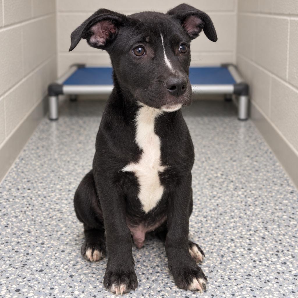 Enlarge Smokey, a Adoptable mixed breed in Seven Points, TX image 1/1
