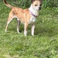 Enlarge Sammy, a Adoptable Terrier in Rockford, IL image 3/3