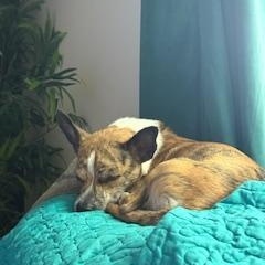 Enlarge Sammy, a Adoptable Terrier in Rockford, IL image 2/3