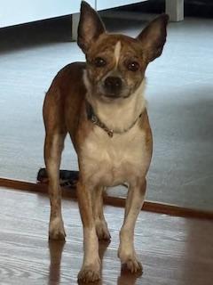 Enlarge Sammy, a Adoptable Terrier in Rockford, IL image 1/3