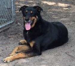 Fred, a Adoptable mixed breed in Hollywood, SC image 1/4