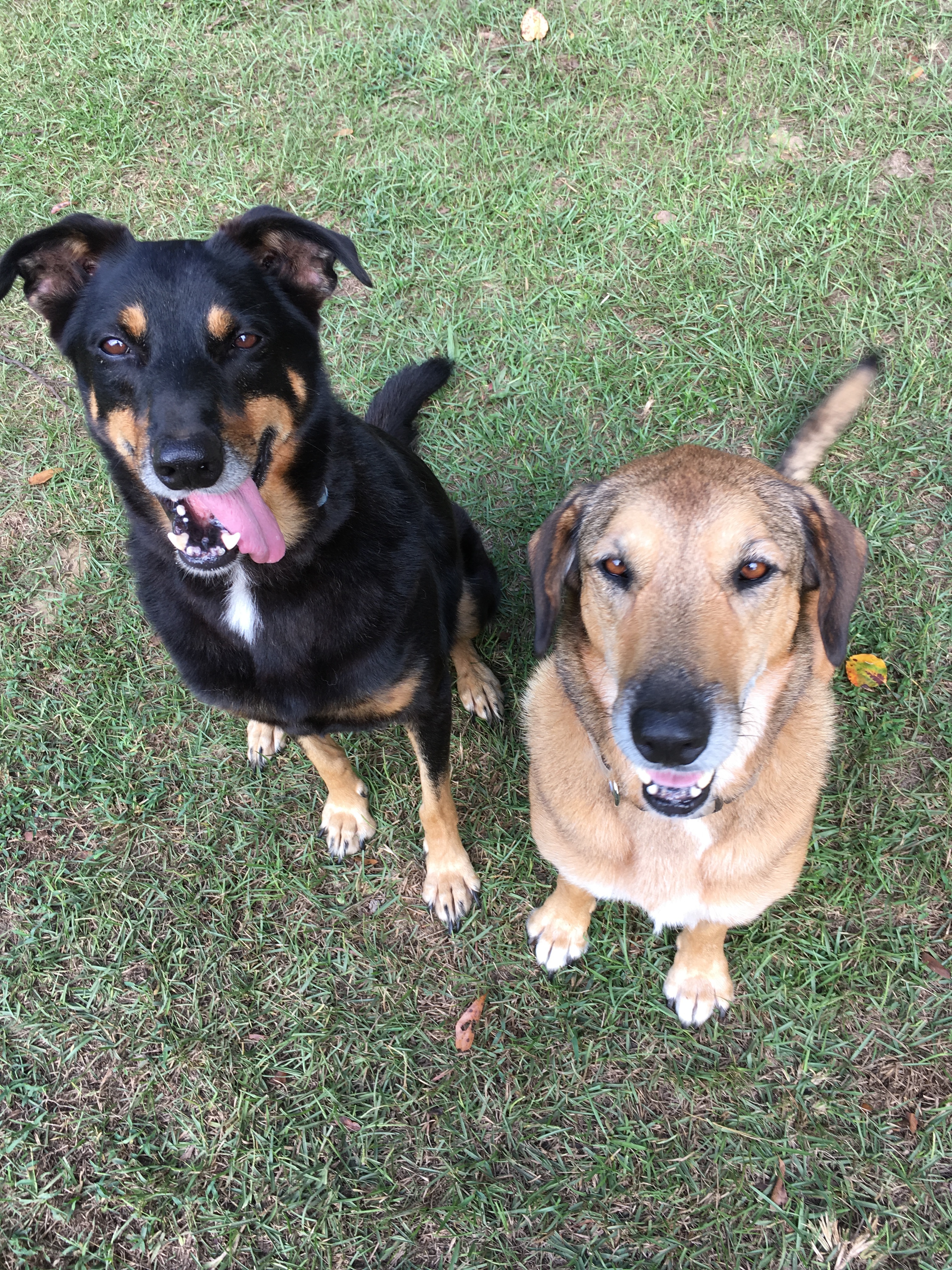 Fred, a Adoptable mixed breed in Hollywood, SC image 2/4