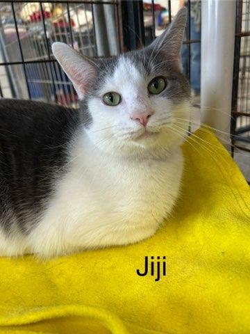 Jiji