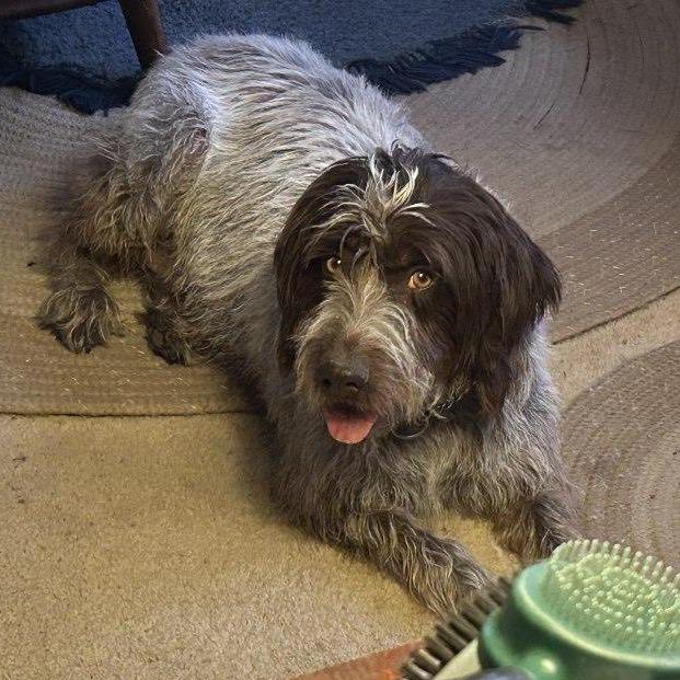 Summer (Oberlin, Kansas), a Adoptable German Wirehaired Pointer in Santa Rosa, CA image 1/3