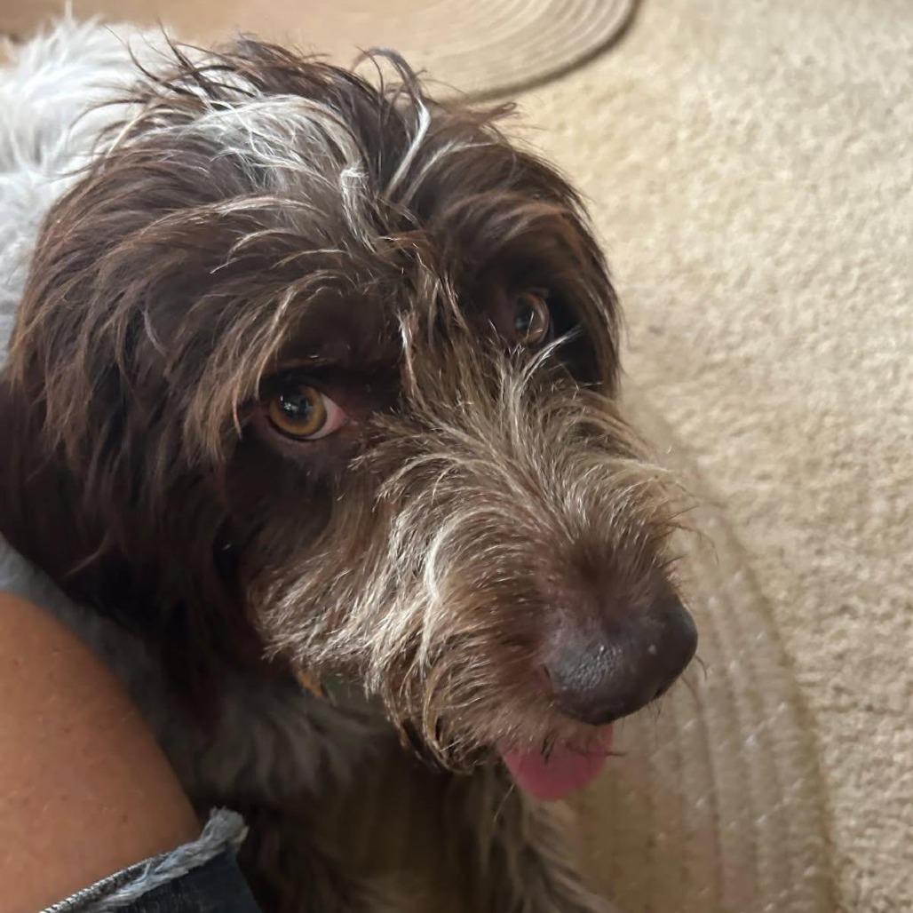 Summer (Oberlin, Kansas), a Adoptable German Wirehaired Pointer in Santa Rosa, CA image 2/3