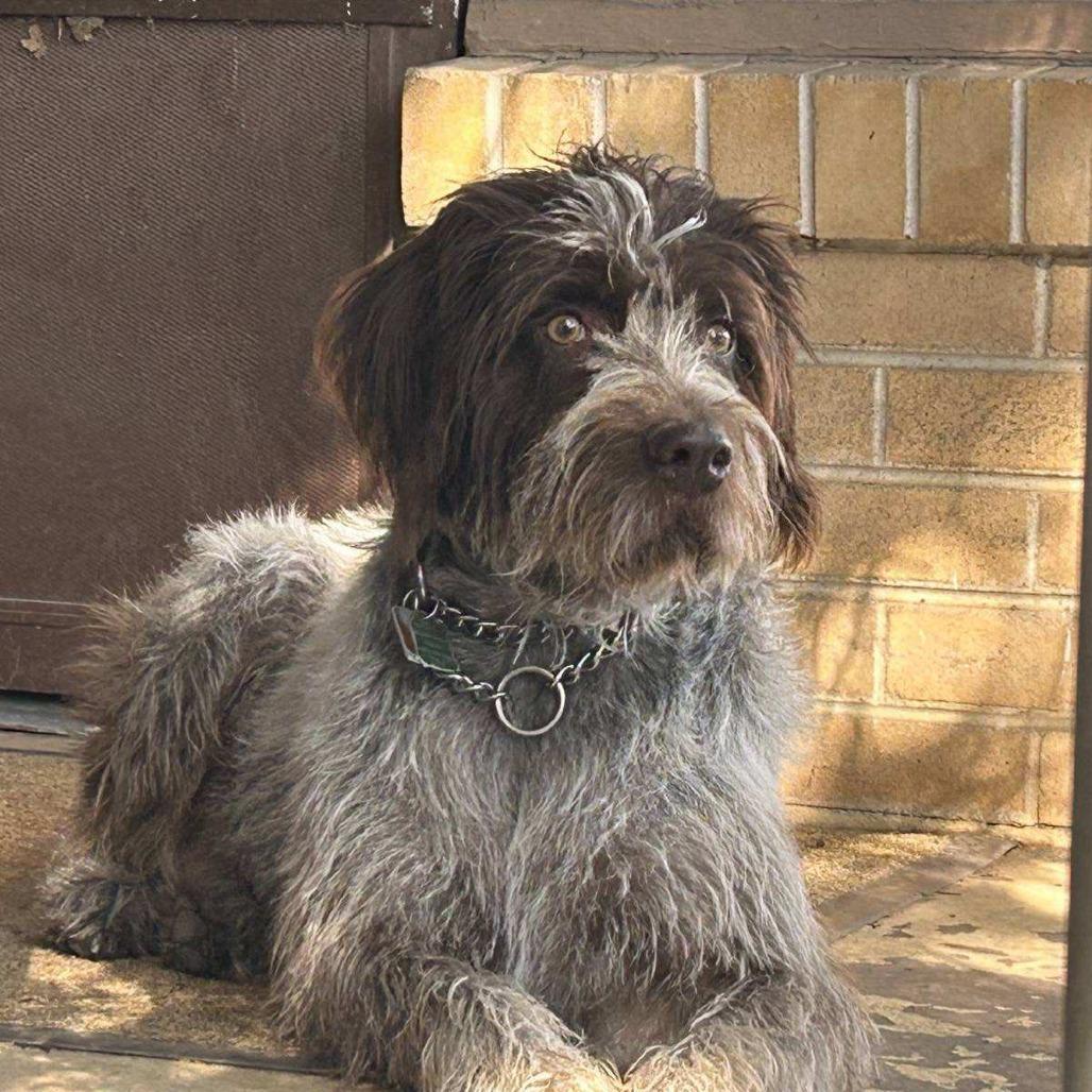 Summer (Oberlin, Kansas), a Adoptable German Wirehaired Pointer in Santa Rosa, CA image 3/3