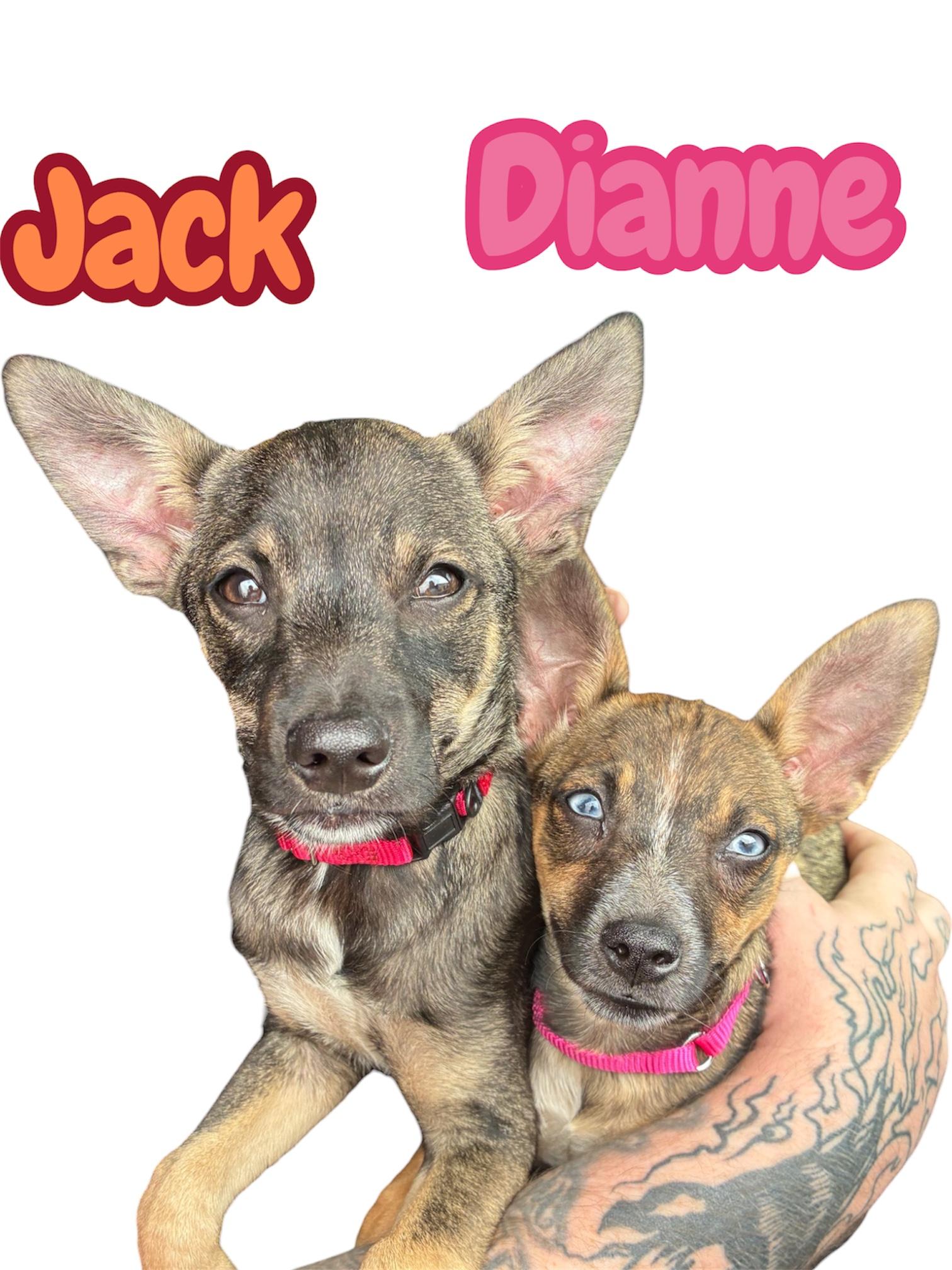 Jack, adopted, Puppy Male Chihuahua.