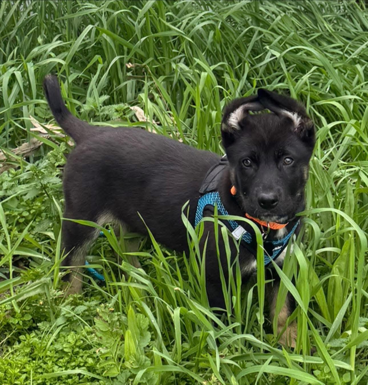 Bowie, Adopted, Young Male German Shepherd Dog.