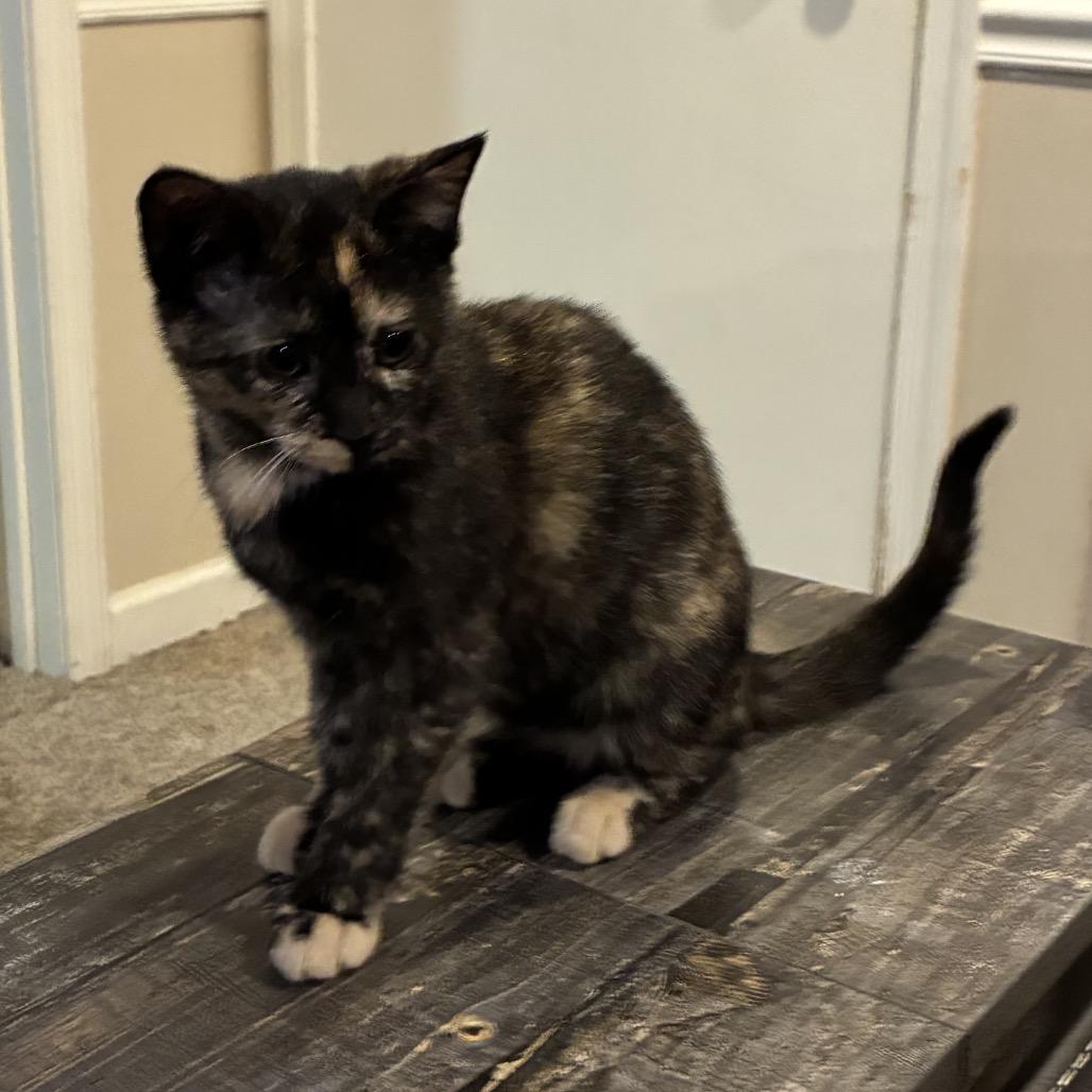 Mocha (Nibbler), a Adoptable Domestic Short Hair in Germantown, MD image 1/3