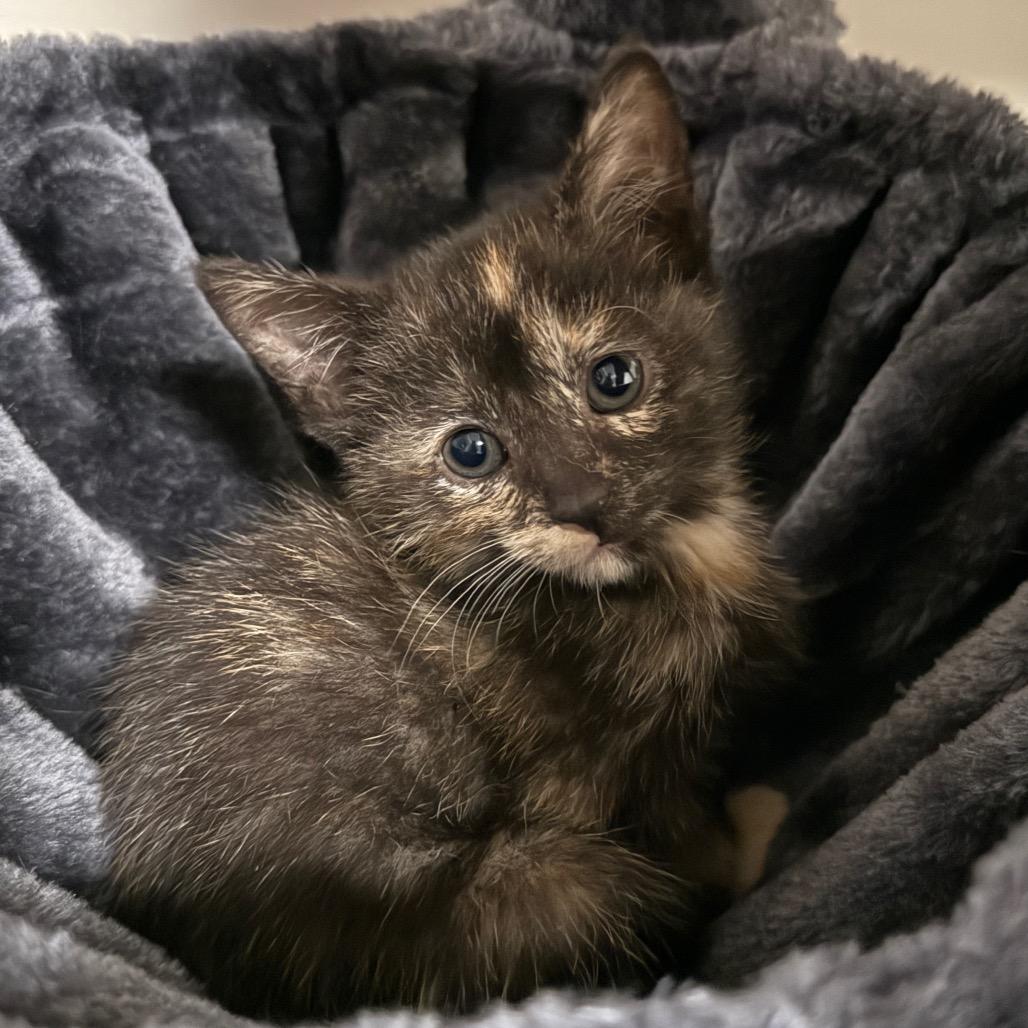 Mocha (Nibbler), a Adoptable Domestic Short Hair in Germantown, MD image 2/3