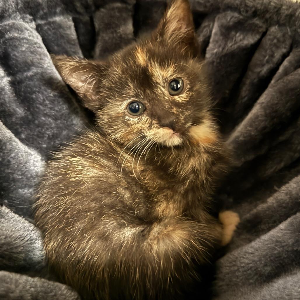 Mocha (Nibbler), a Adoptable Domestic Short Hair in Germantown, MD image 3/3