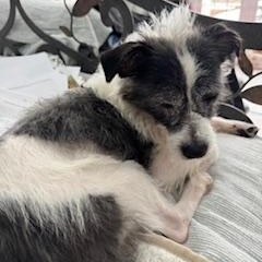 Sparky, ADOPTABLE, Adult Male Jack Russell Terrier.