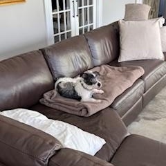 Enlarge Sparky, a ADOPTABLE mixed breed in Lebanon, NJ image 5/5