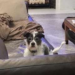 Enlarge Sparky, a ADOPTABLE mixed breed in Lebanon, NJ image 2/5