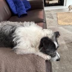 Enlarge Sparky, a ADOPTABLE mixed breed in Lebanon, NJ image 4/5