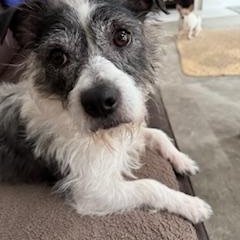 Enlarge Sparky, a ADOPTABLE mixed breed in Lebanon, NJ image 3/5