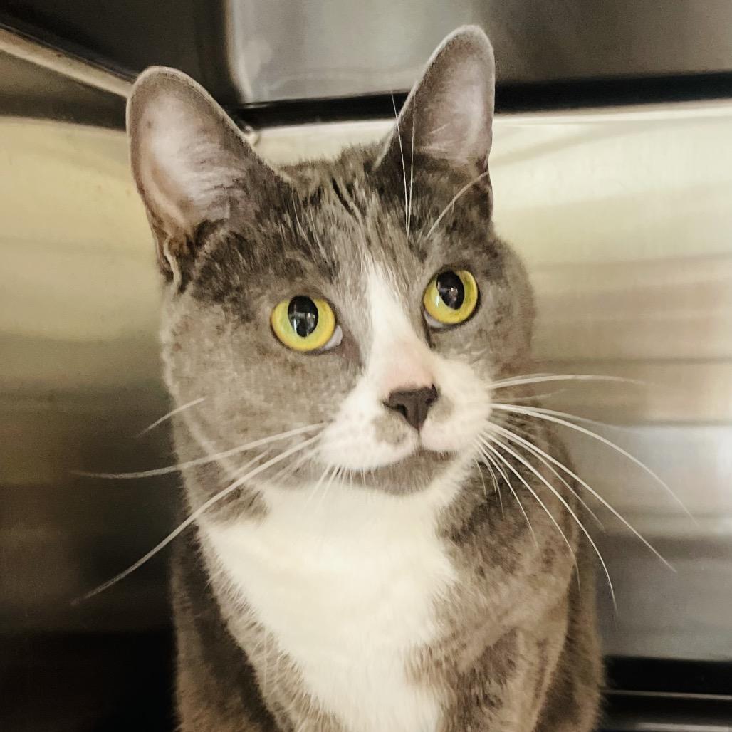 Enlarge Helena, a Adoptable Domestic Short Hair in Columbia Station, OH image 1/6