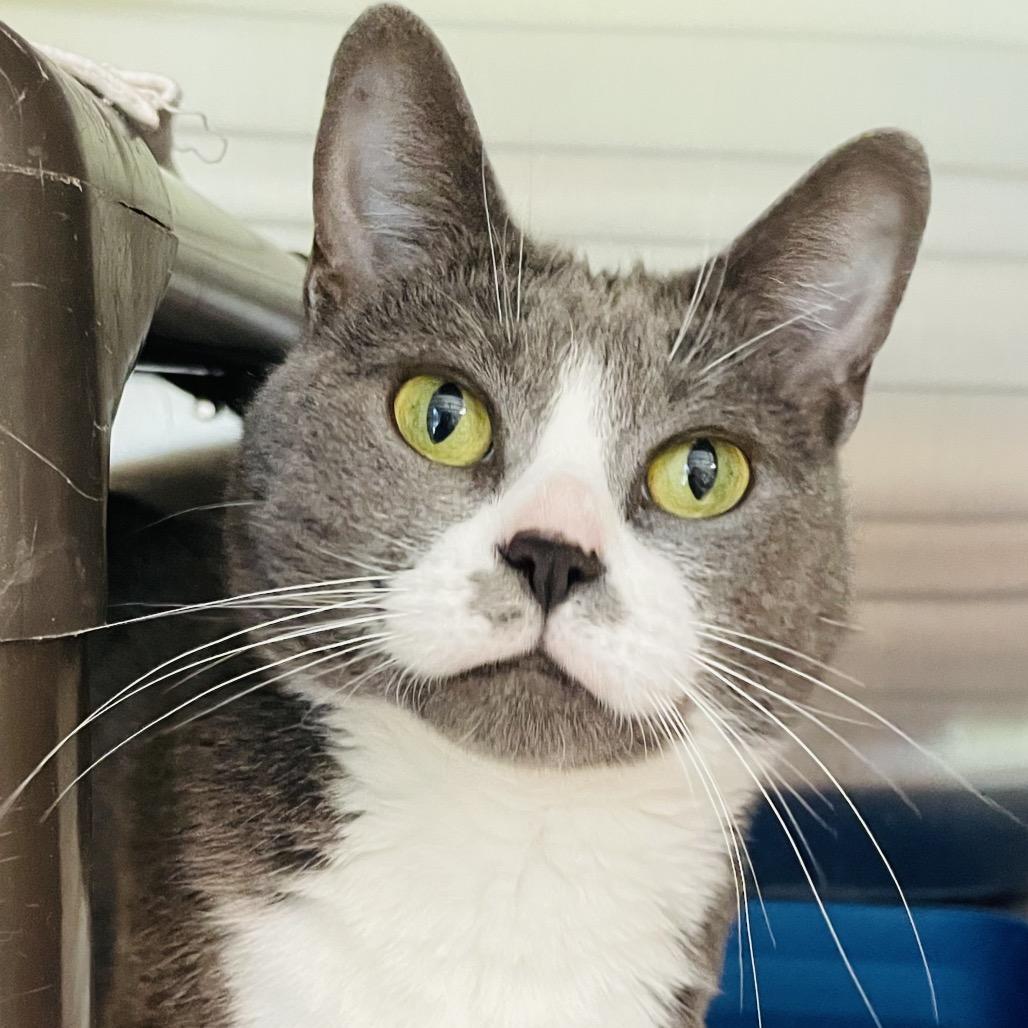 Enlarge Helena, a Adoptable Domestic Short Hair in Columbia Station, OH image 2/6