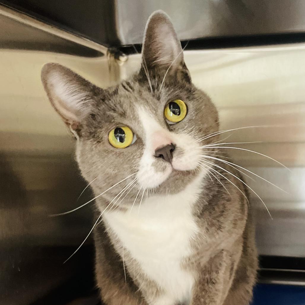Enlarge Helena, a Adoptable Domestic Short Hair in Columbia Station, OH image 3/6