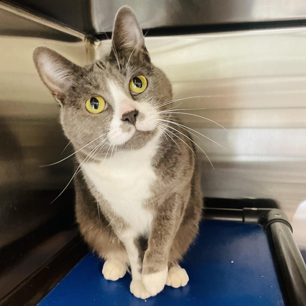 Enlarge Helena, a Adoptable Domestic Short Hair in Columbia Station, OH image 4/6