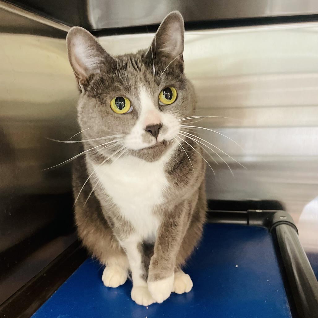 Enlarge Helena, a Adoptable Domestic Short Hair in Columbia Station, OH image 5/6