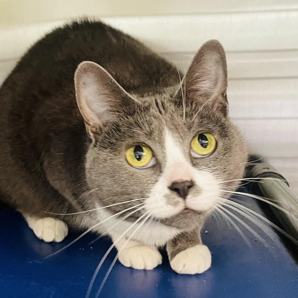 Enlarge Helena, a Adoptable Domestic Short Hair in Columbia Station, OH image 6/6
