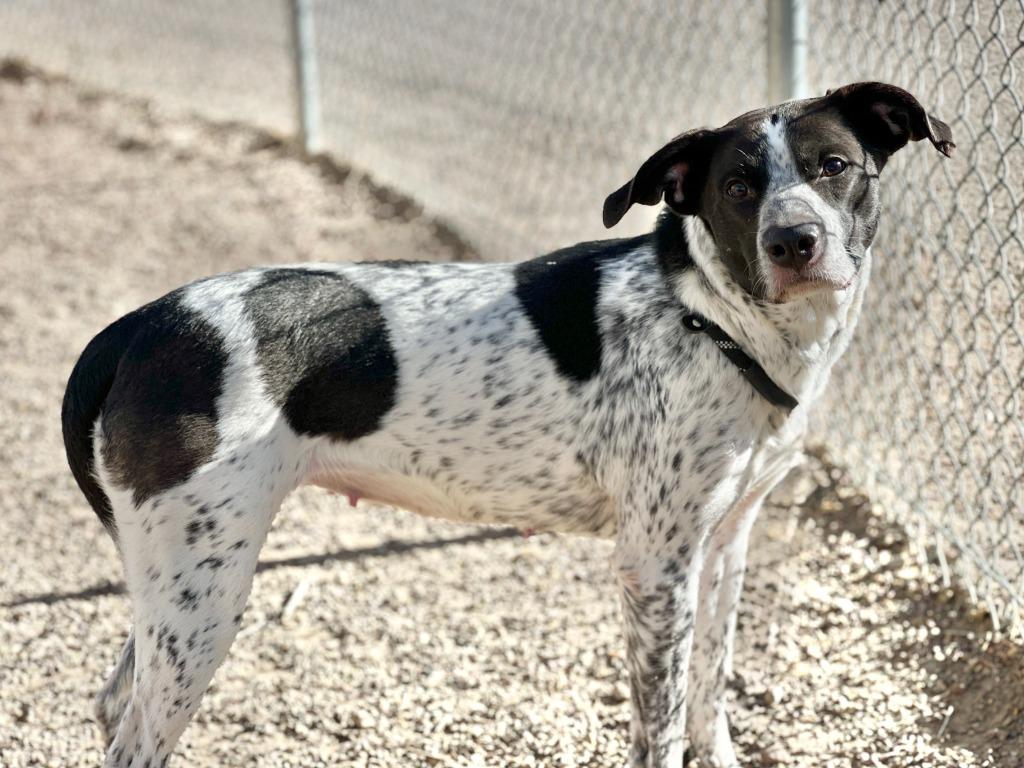 Amy, Adoptable, Adult Female Cattle Dog & Mixed Breed.