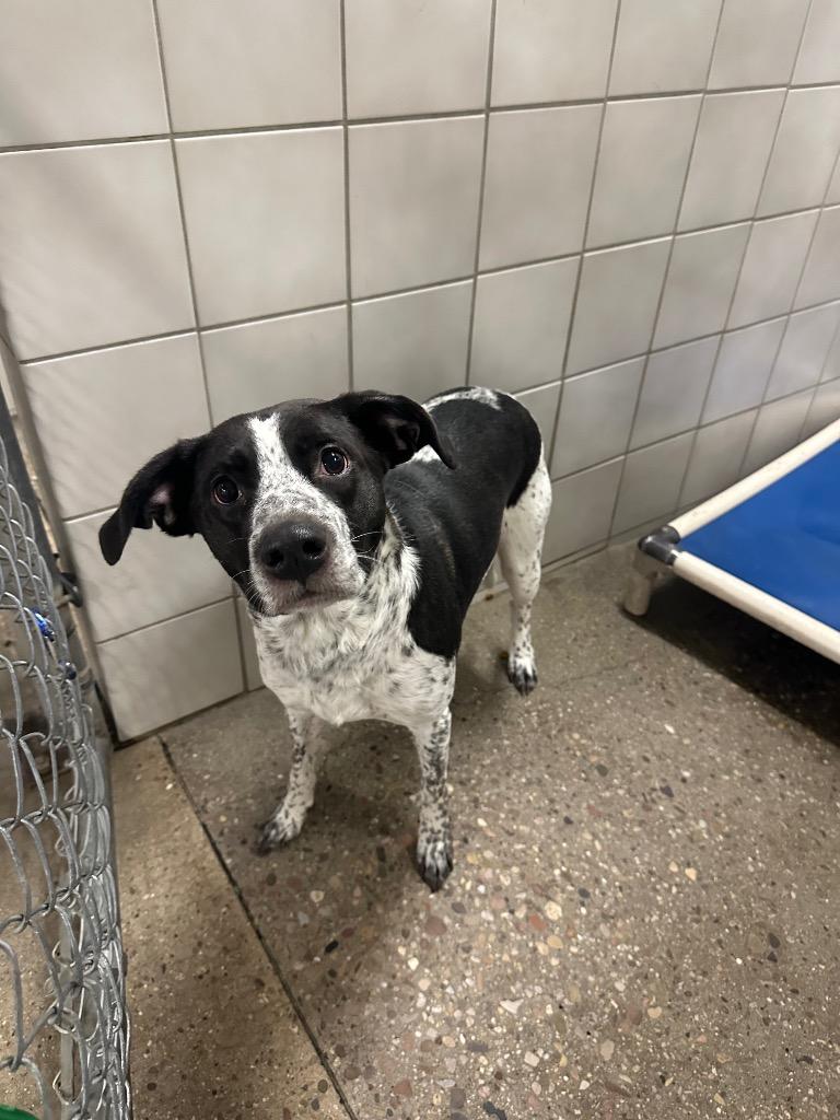 Enlarge Amy, a Adoptable mixed breed in Rock Springs, WY image 2/2