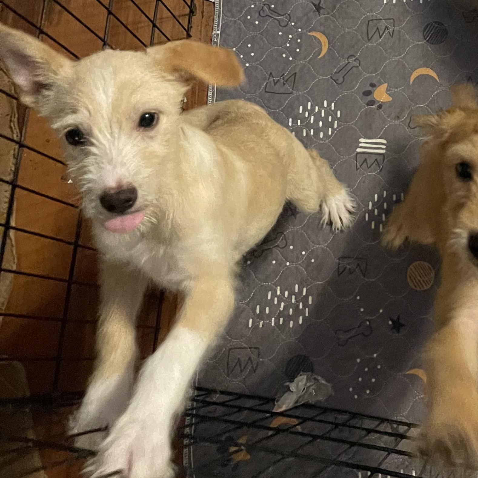 Kitty Kat, adopted, Puppy Female Poodle & Terrier.