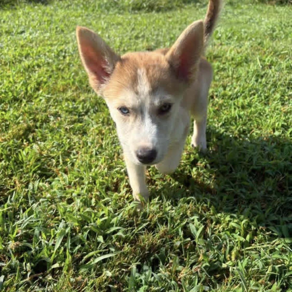 Joleen, Adoptable, Puppy Female Husky.