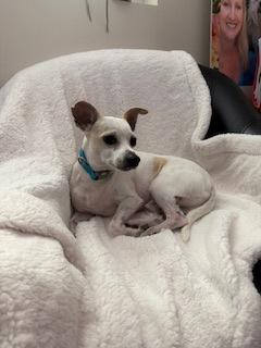 Chapo, adopted, Adult Male Chihuahua.
