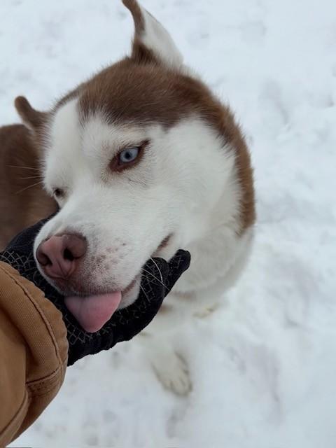 Enlarge Ruhn, a ADOPTABLE Husky in Ionia, MI image 6/6