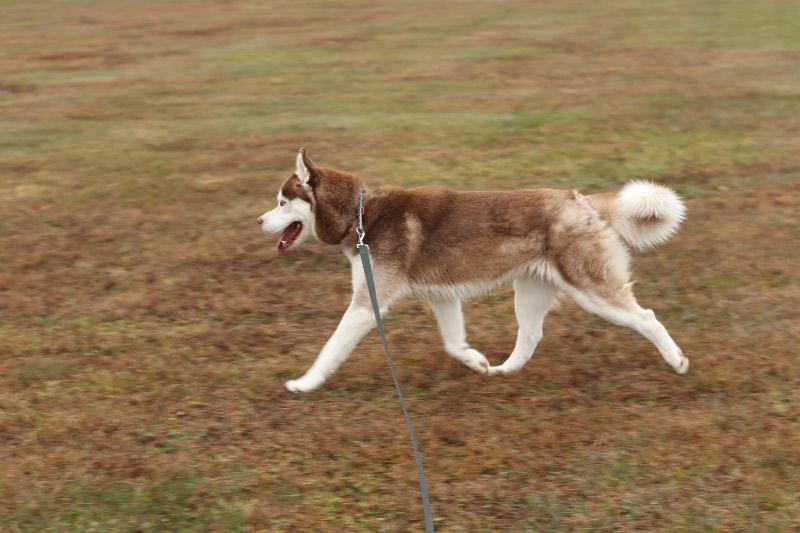 Enlarge Ruhn, a ADOPTABLE Husky in Ionia, MI image 5/6