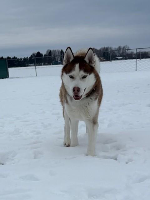 Enlarge Ruhn, a ADOPTABLE Husky in Ionia, MI image 3/6