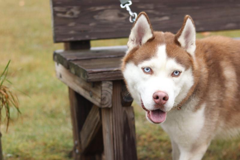 Enlarge Ruhn, a ADOPTABLE Husky in Ionia, MI image 1/6