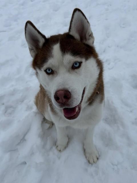 Enlarge Ruhn, a ADOPTABLE Husky in Ionia, MI image 4/6
