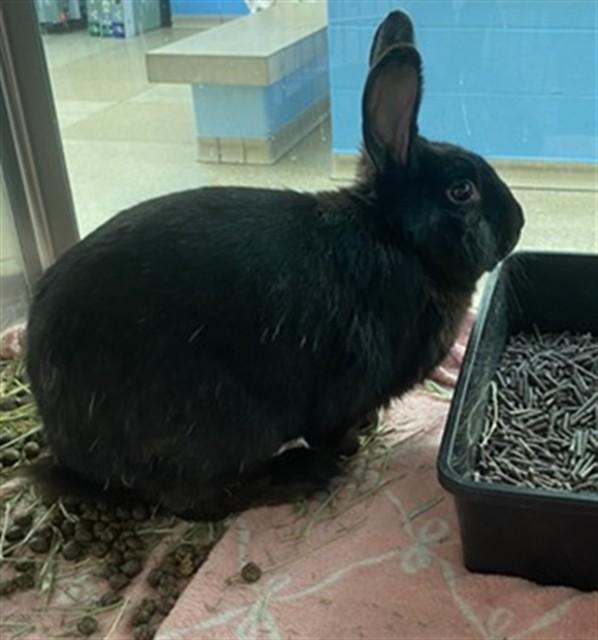 Enlarge GRAVY, a Adoptable Bunny Rabbit in Saint Louis, MO image 1/1