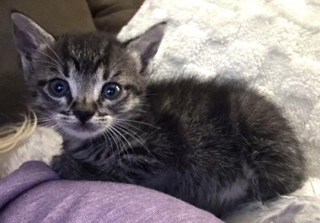 Luna, a Adoptable mixed breed in Lafayette, LA image 4/6