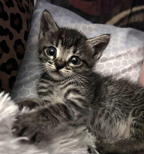 Luna, Adoptable, Kitten Female Domestic Short Hair.