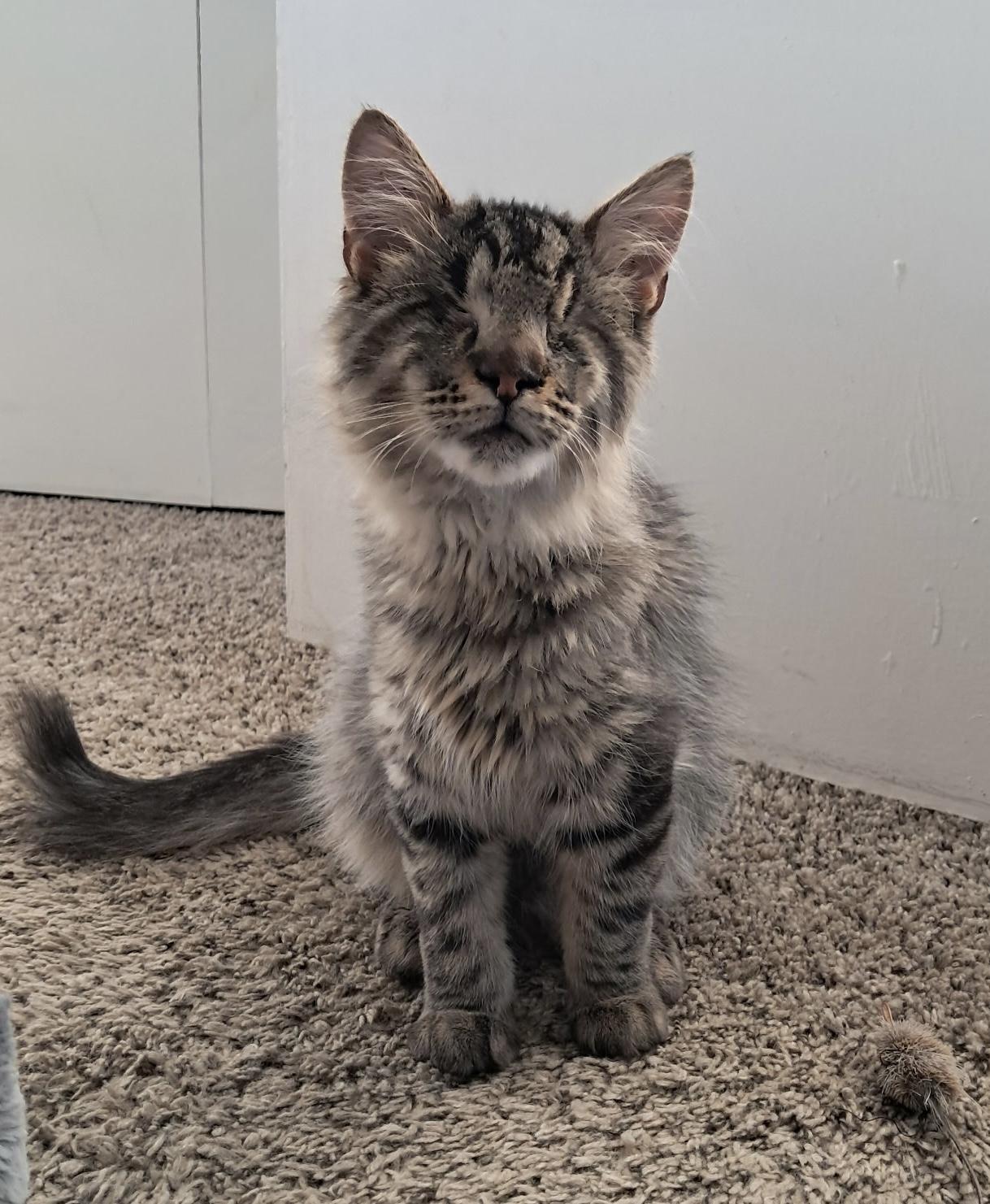 Willie, adopted, Kitten Male American Shorthair.