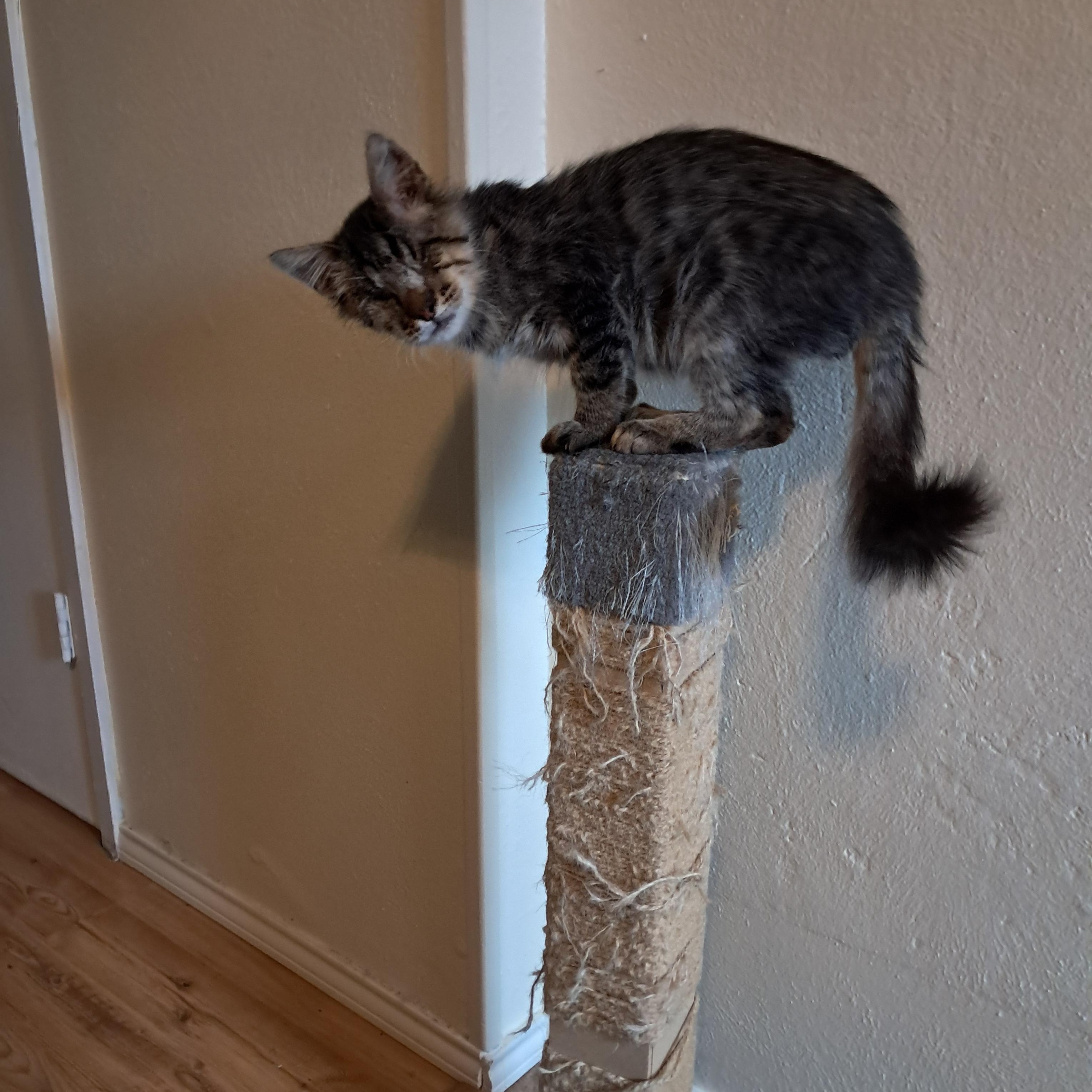 Enlarge Willie, a ADOPTABLE American Shorthair in Plano, TX image 4/4