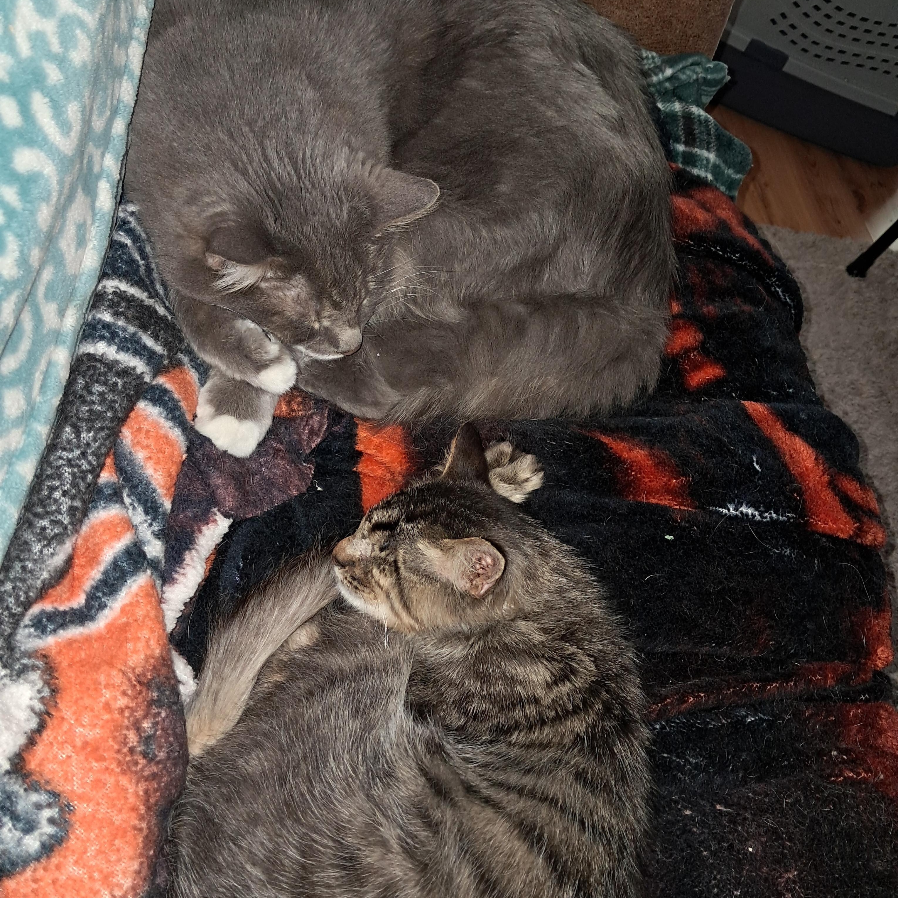 Enlarge Willie, a ADOPTABLE American Shorthair in Plano, TX image 3/4