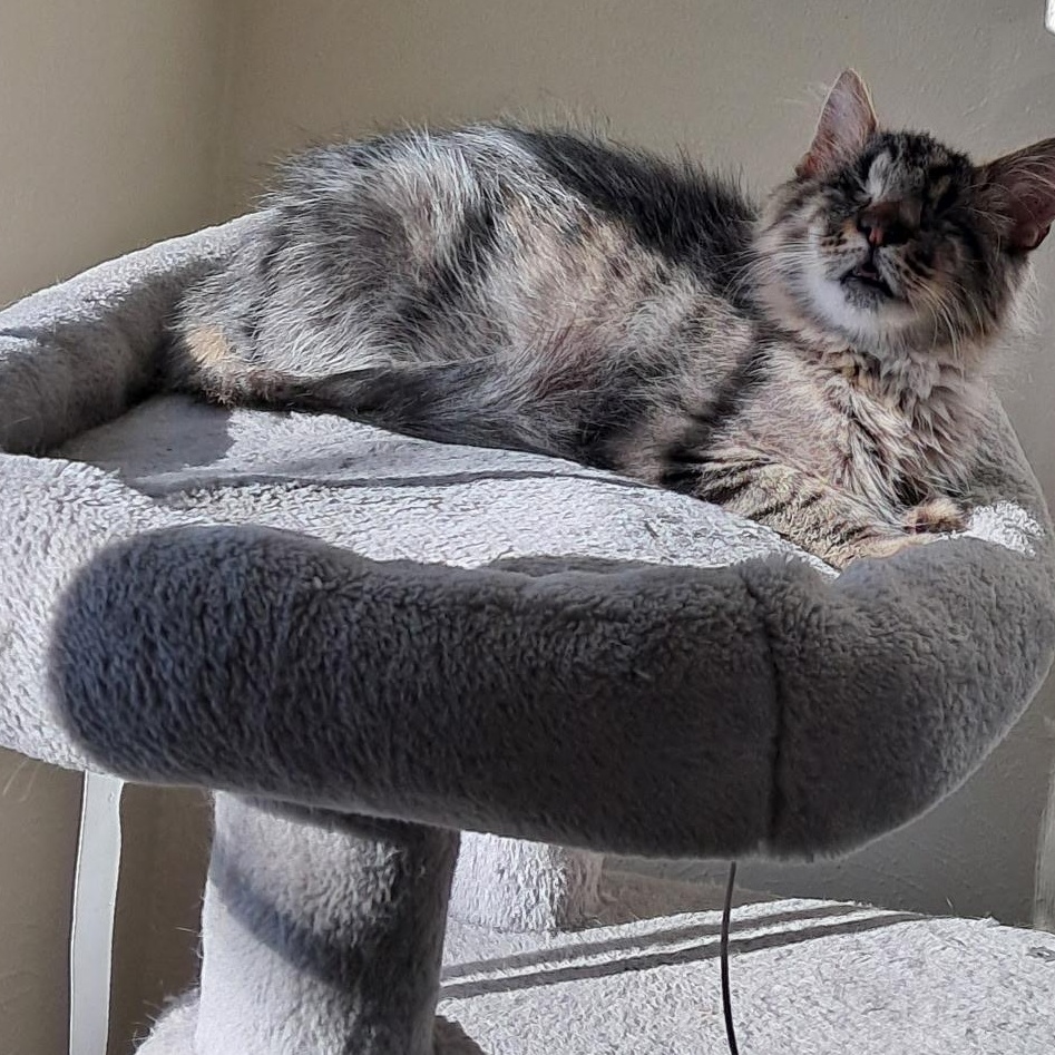 Enlarge Willie, an adopted American Shorthair in Plano, TX image 3/5