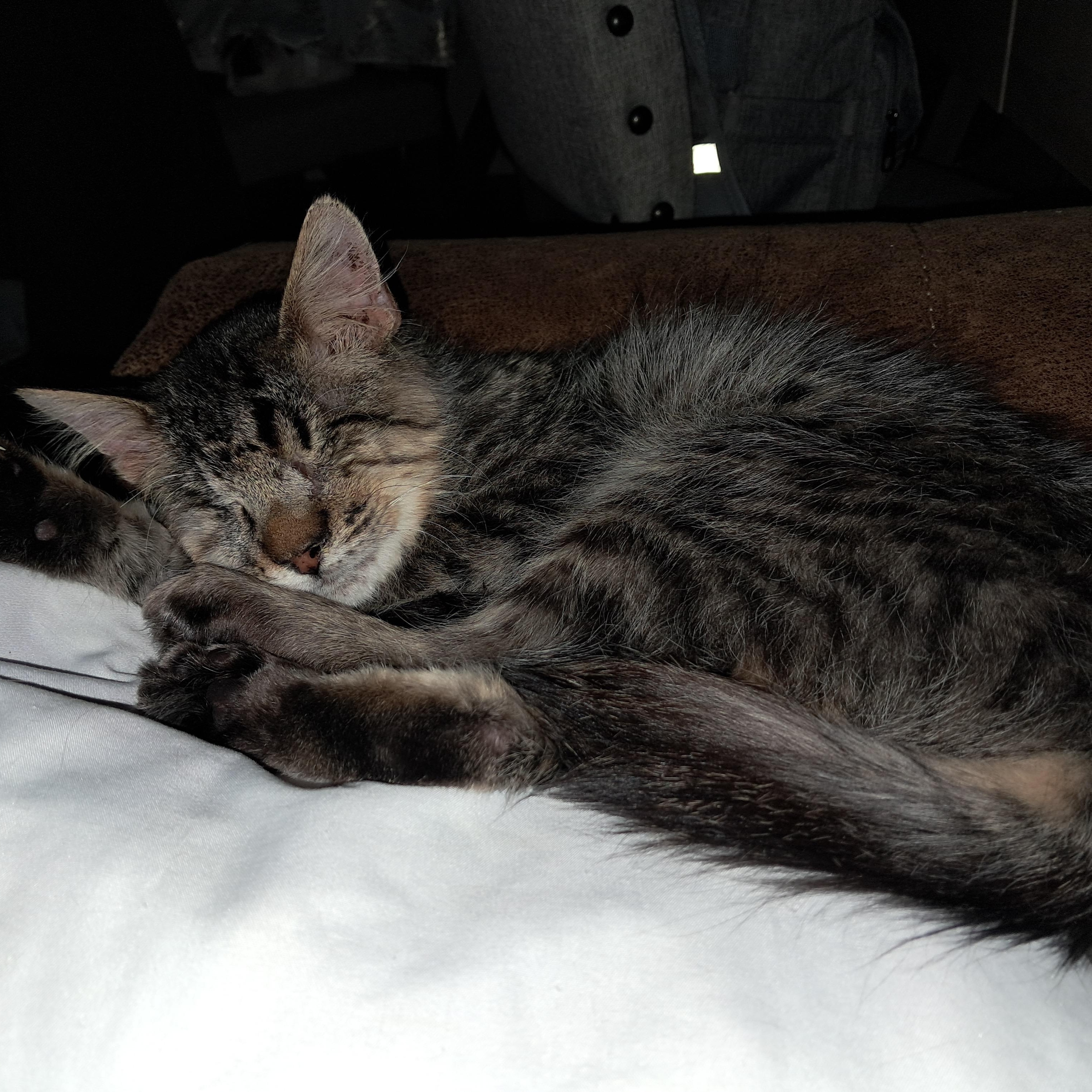 Willie, ADOPTABLE, Kitten Male American Shorthair.