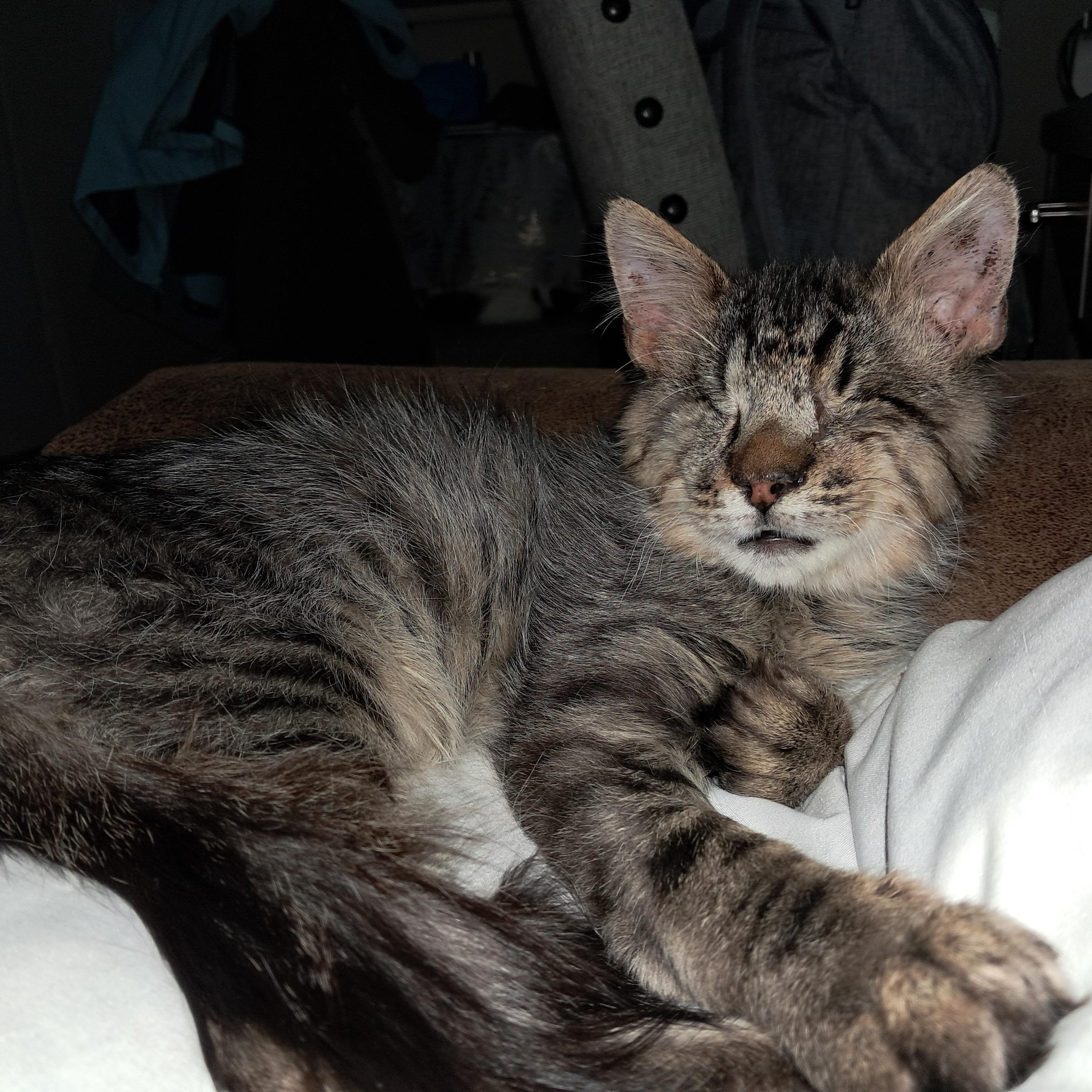 Enlarge Willie, a ADOPTABLE American Shorthair in Plano, TX image 1/4